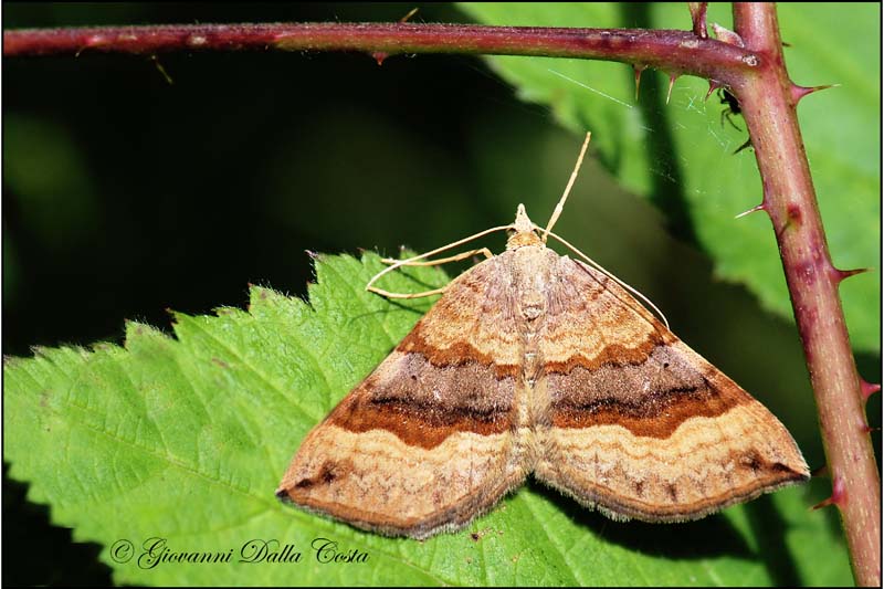 Scotopteryx chenopodiata